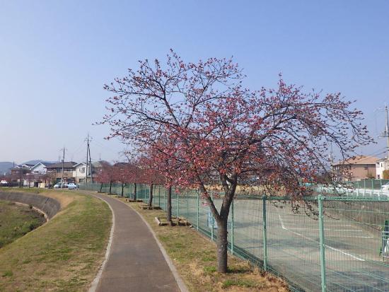 令和5年3月10日河津桜遠景