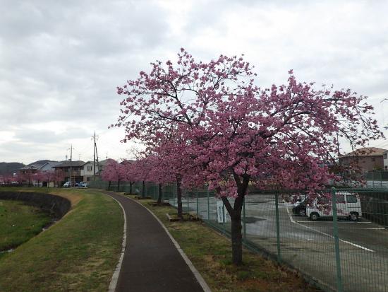 令和5年3月13日河津桜遠景