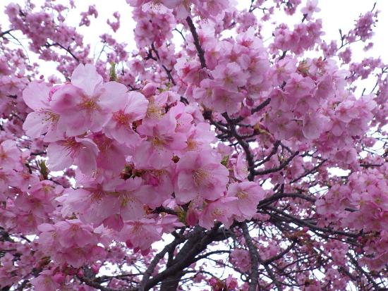 令和5年3月13日河津桜近景