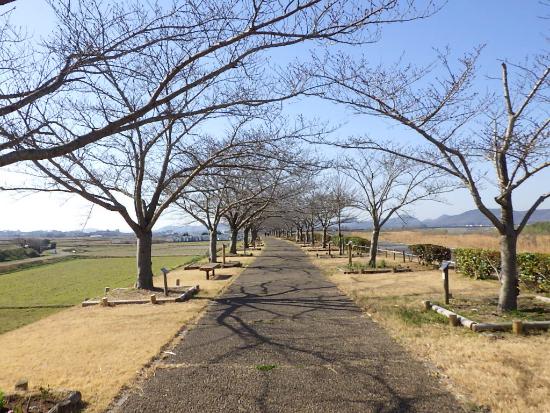 令和5年3月15日染井吉野遠景