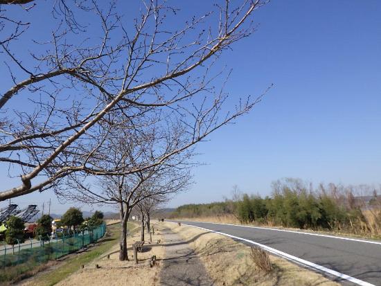 令和5年3月15日大島桜遠景