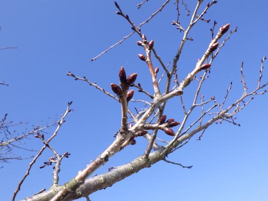 令和5年3月15日大島桜近景