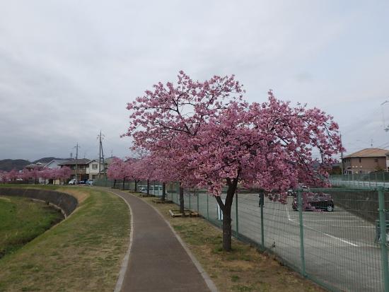 令和5年3月17日河津桜遠景