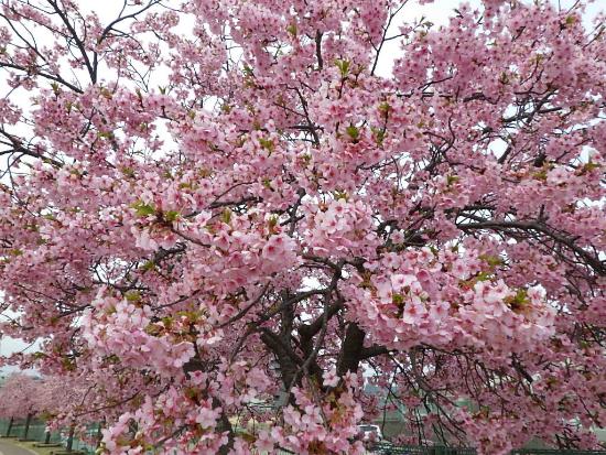 令和5年3月17日河津桜近景