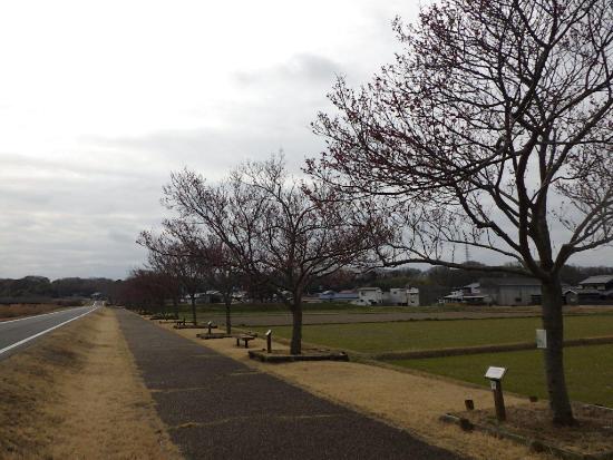 令和5年3月17日江戸彼岸遠景