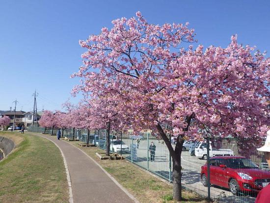 令和5年3月20日河津桜遠景