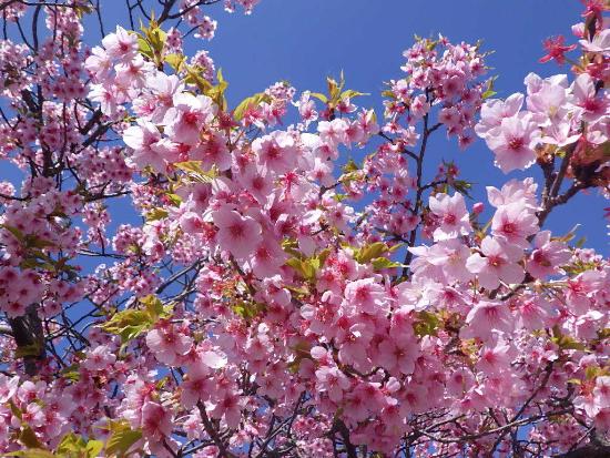 令和5年3月20日河津桜近景