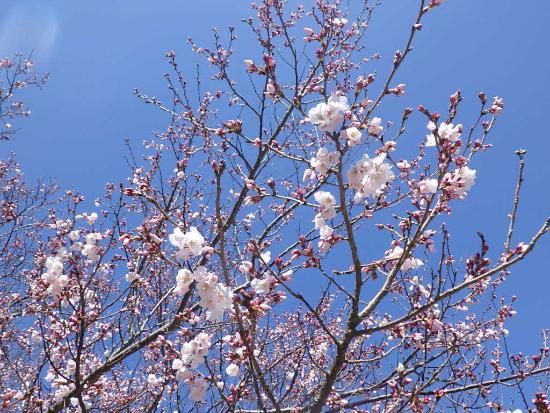 令和5年3月20日江戸彼岸近景