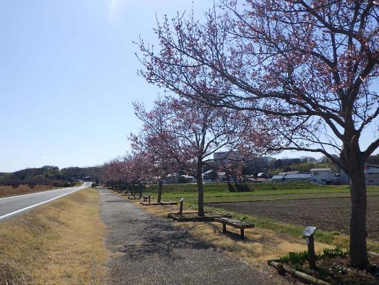 令和5年3月20日江戸彼岸遠景