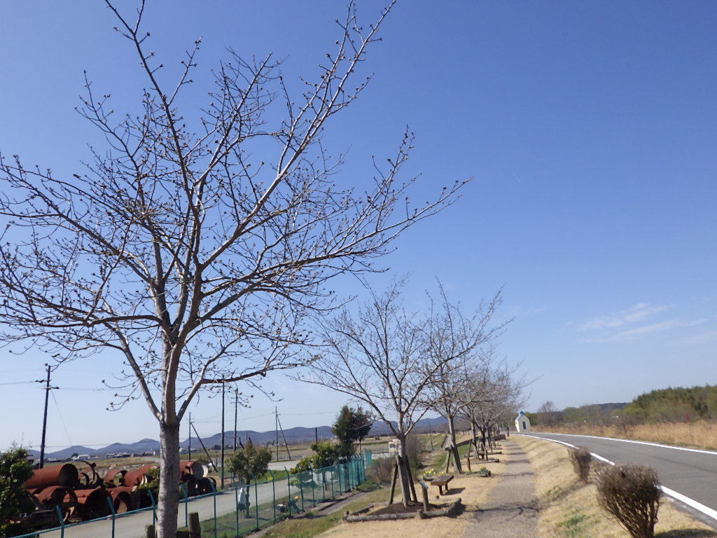 令和5年3月20日大島桜遠景