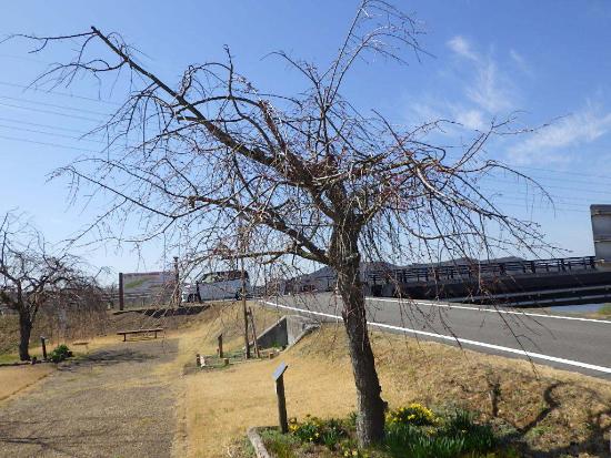 令和5年3月20日八重紅枝垂遠景