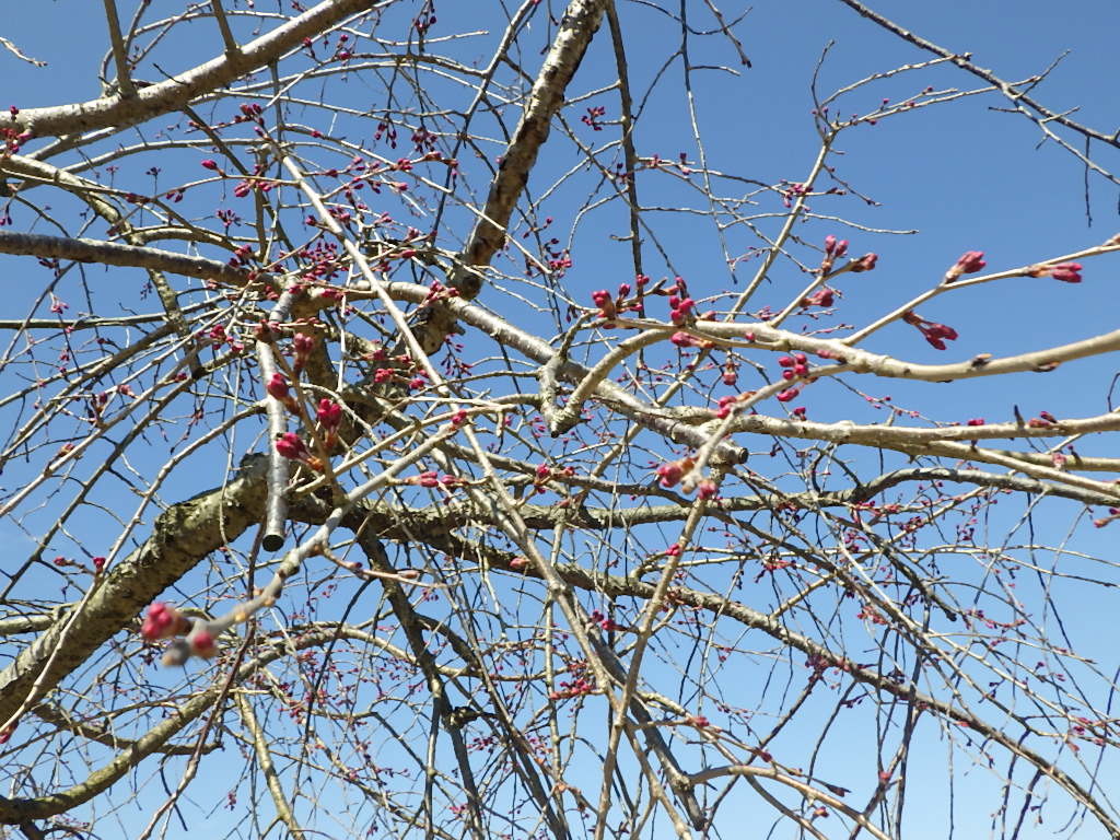 令和5年3月20日八重紅枝垂近景