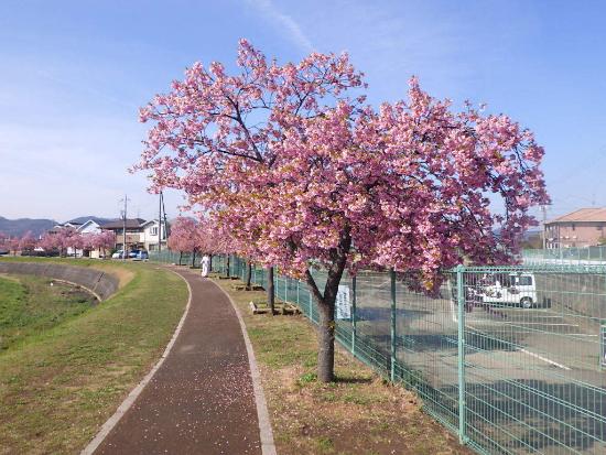 令和5年3月22日河津桜遠景