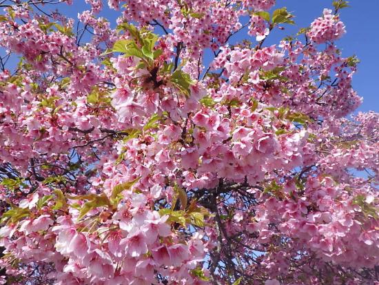 令和5年3月22日河津桜近景