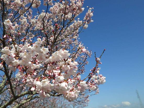 令和5年3月22日江戸彼岸近景