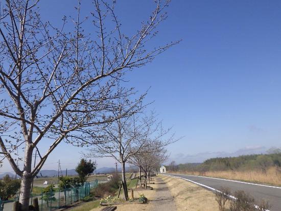 令和5年3月22日大島桜遠景