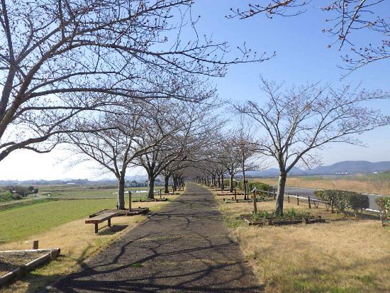 令和5年3月22日染井吉野遠景