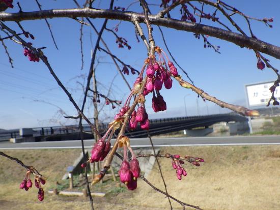 令和5年3月22日八重紅枝垂近景