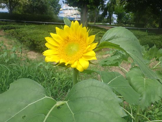 開花し始めたひまわり