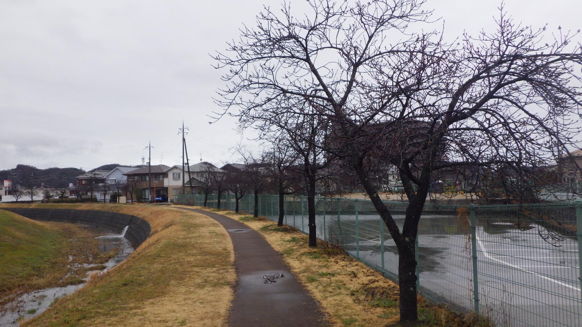 R73..3河津桜遠景