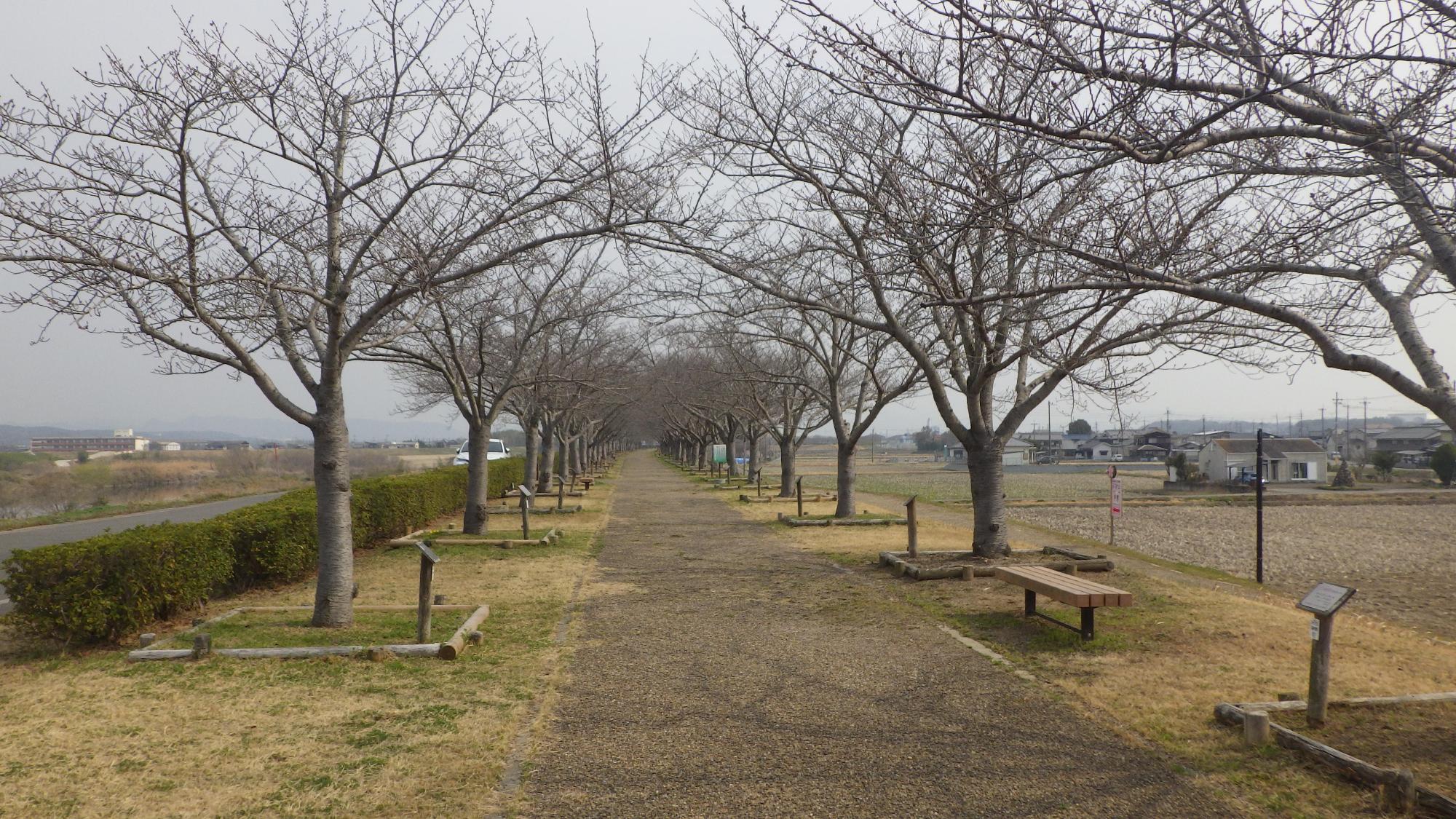 R7.3.24染井吉野遠景