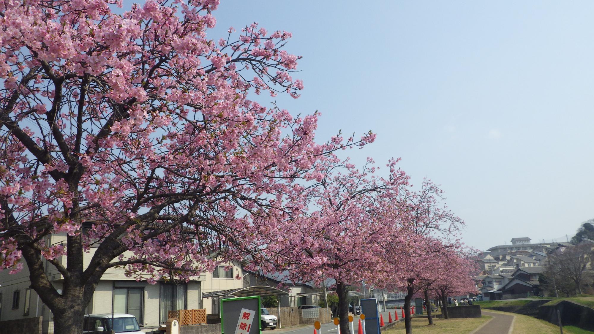 R7.3.26河津桜遠景