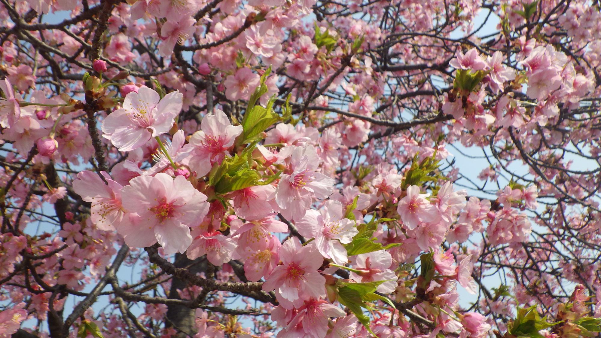 R7.3.26河津桜近景