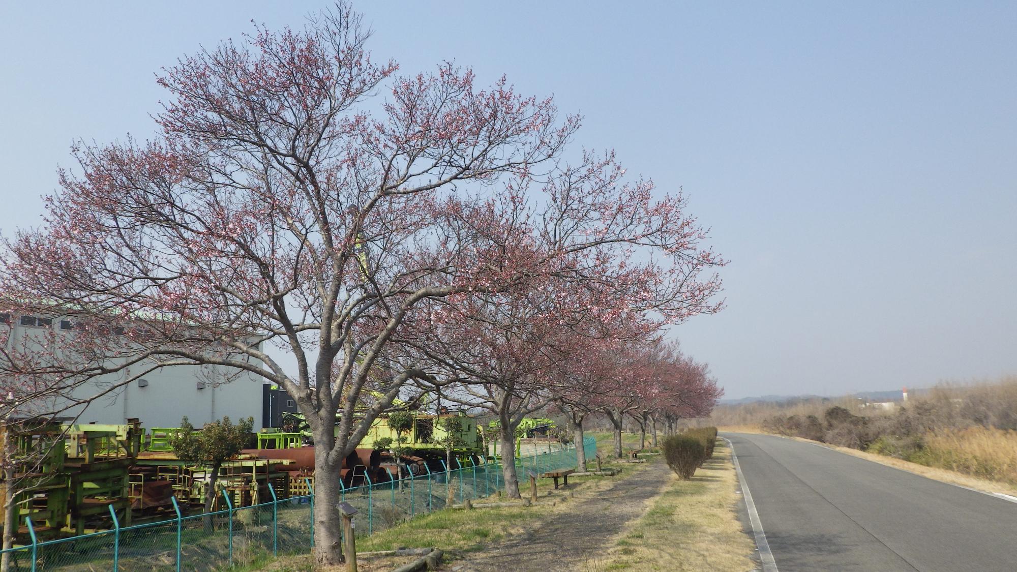 R7.3.26江戸彼岸遠景