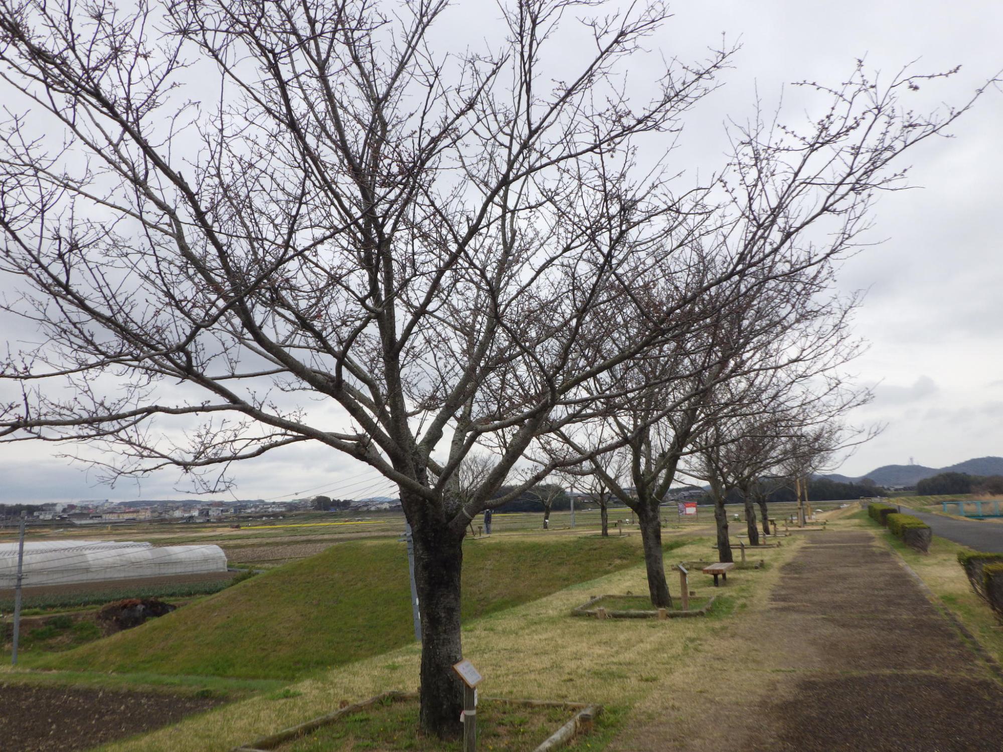R7.4.2思川遠景