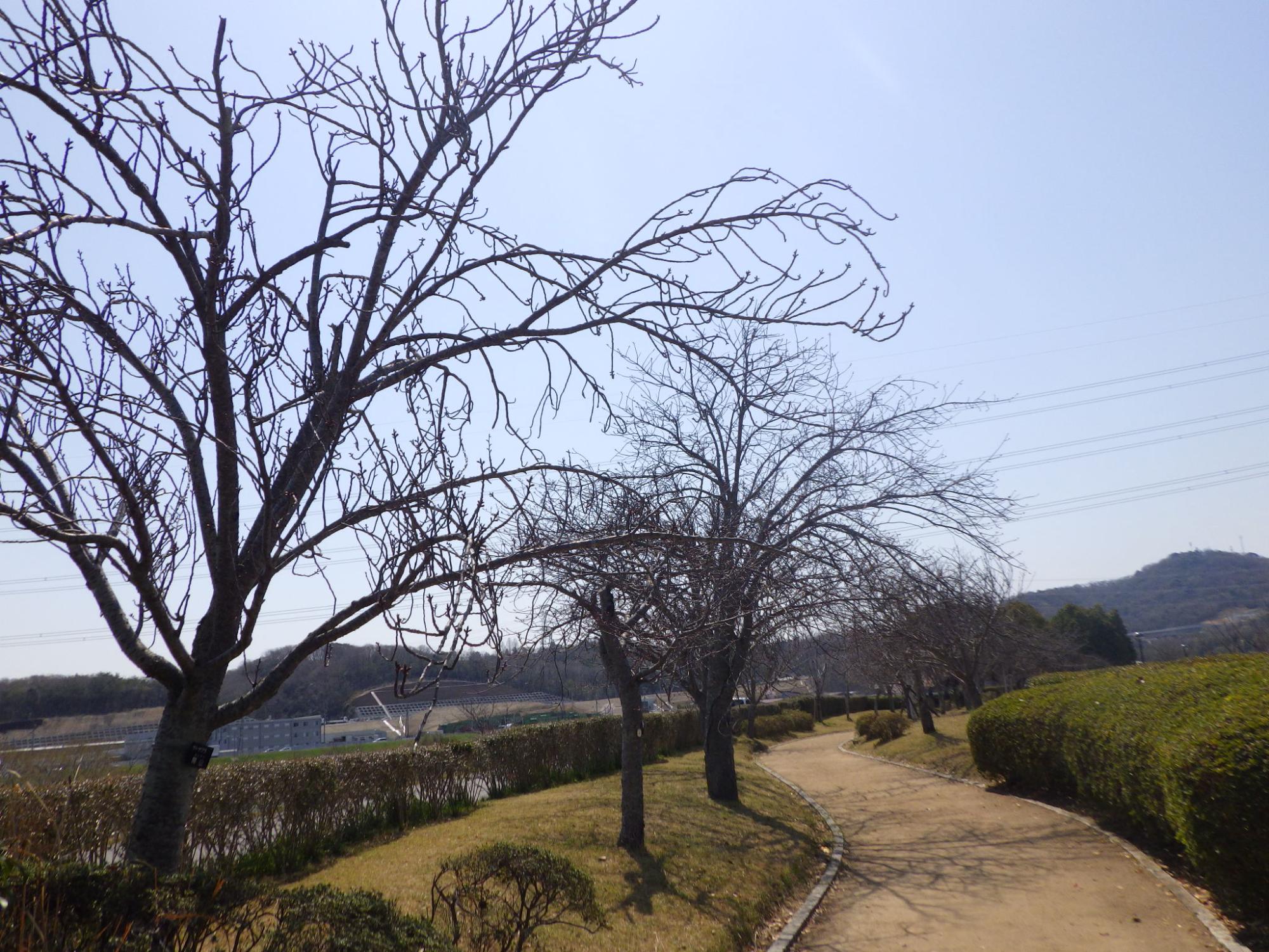 R7.4.7やなせ苑遠景