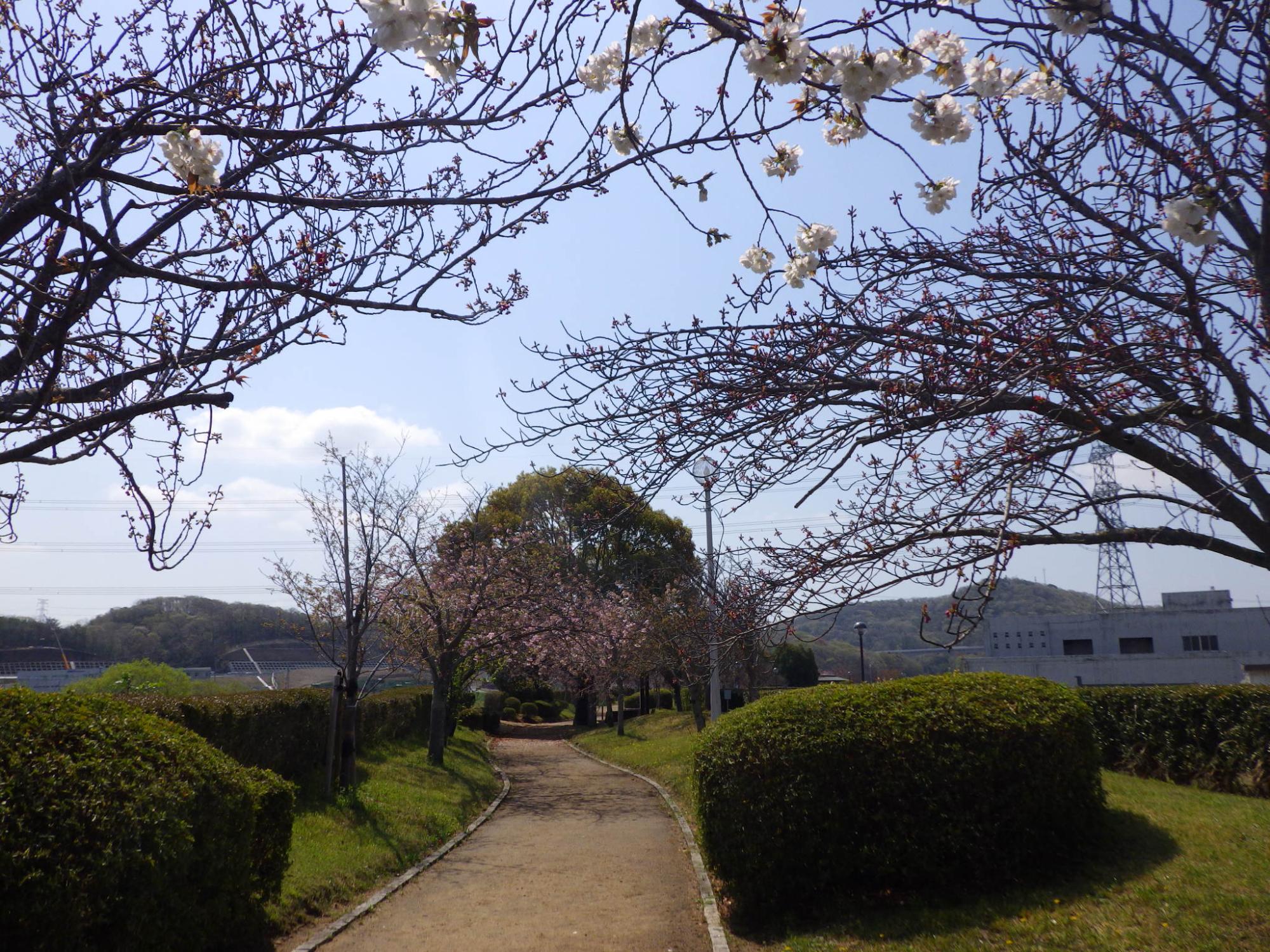 R7.4.14やなせ苑遠景