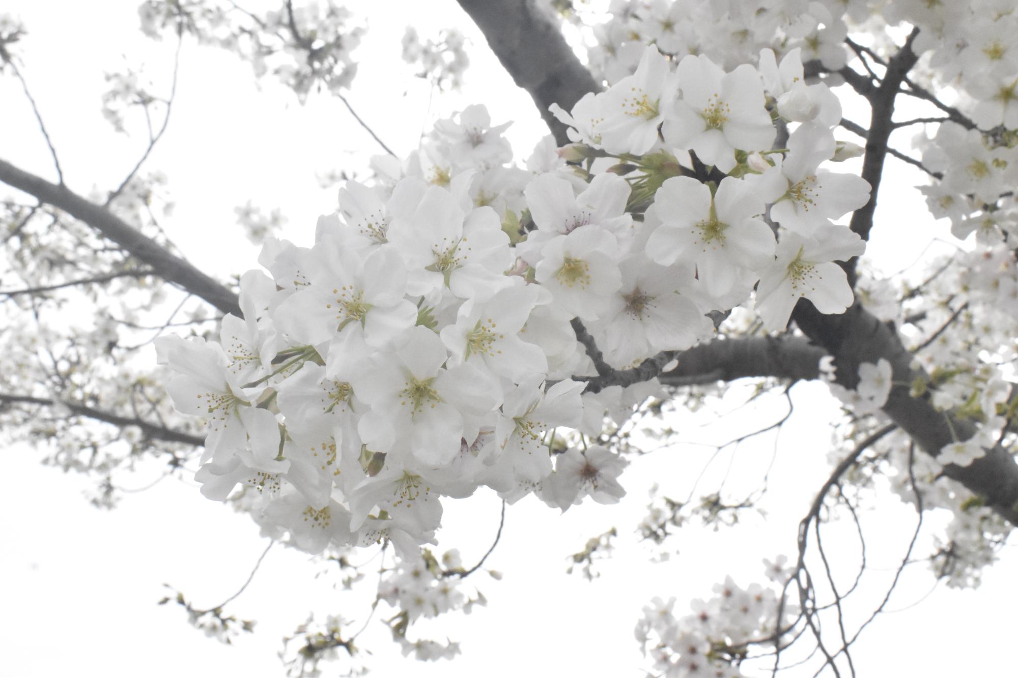 令和5年3月31日大島桜近景