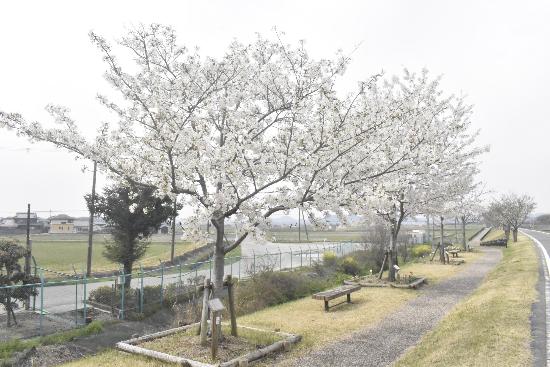 令和5年3月31日大島桜遠景