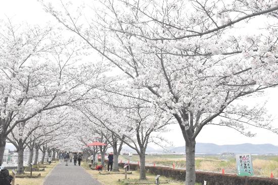 令和5年3月31日染井吉野遠景