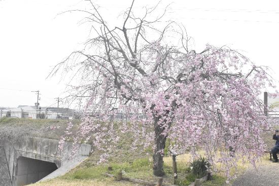 令和5年3月31日八重紅枝垂遠景