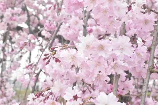 令和5年3月31日八重紅枝垂近景