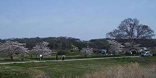 広い平野の一本道に桜が並んでいる写真