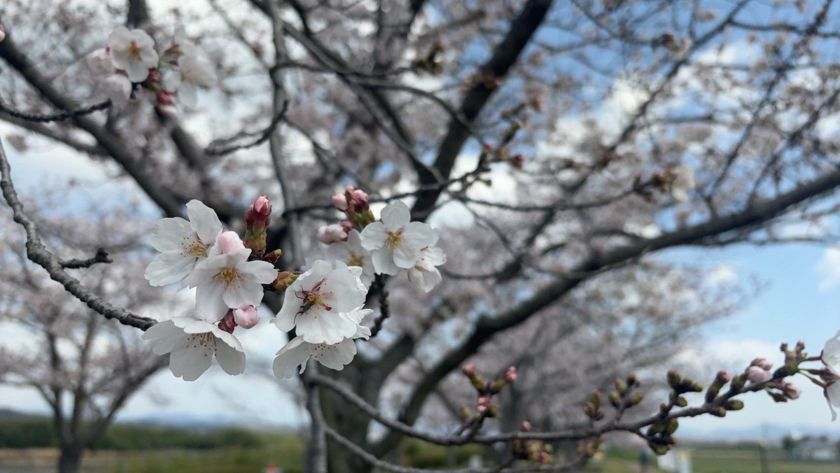 20260402sakura