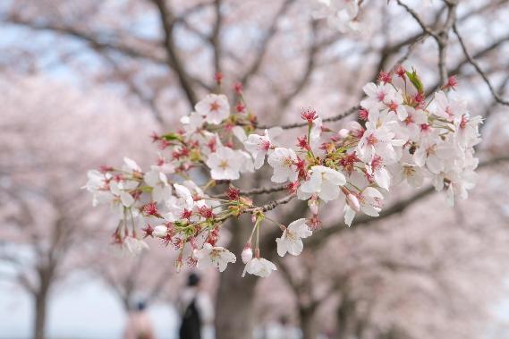 開花状況（おの桜づつみ回廊040602）