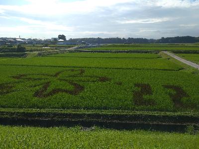 田んぼアートさくら2