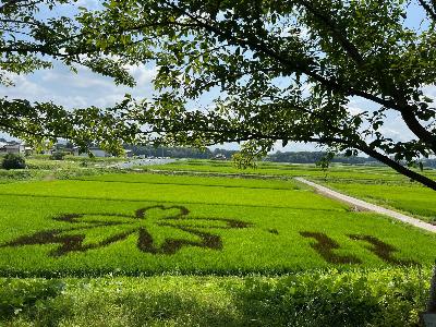 田んぼアートさくら3