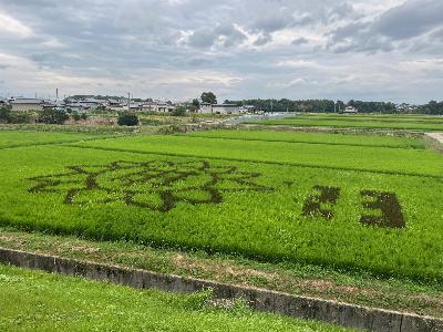 田んぼアートさくら8