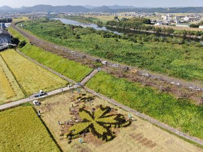 田んぼアートさくら3