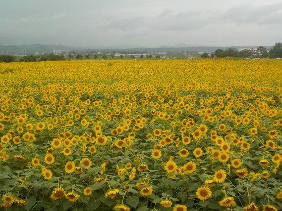 畑一面に広がり黄色い花が満開に咲き誇るひまわりの写真