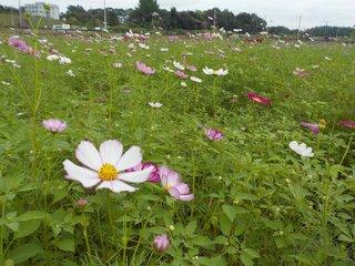 赤、白、ピンクの花を咲かせる早咲きのコスモス畑の写真