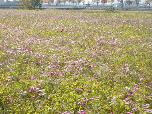 日の光を受ける11月のコスモス畑の写真