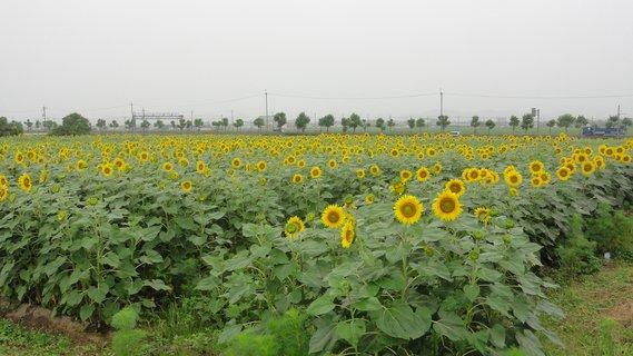 畑一面に広がる黄色い花が五分咲きほどとなったひまわりの写真