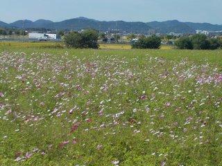 まだ葉の青みが目立つ七分咲きのコスモスの写真