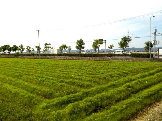 畑の畝に列をなして植えられ、50センチメートル程の丈に育っている緑の葉のコスモスの写真