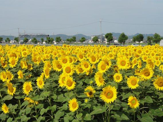 畑一面に広がって大きい黄色い花が八分咲きほどとなったひまわりの写真